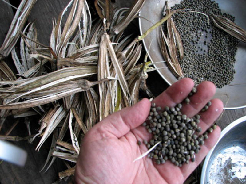 Hạt đậu bắp tương đối cứng nên trước khi gieo hạt, bạn nên ngâm với nước để lớp vỏ mềm.